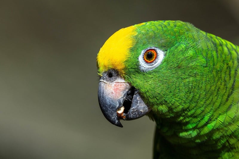 Amazon Rainforest, South America